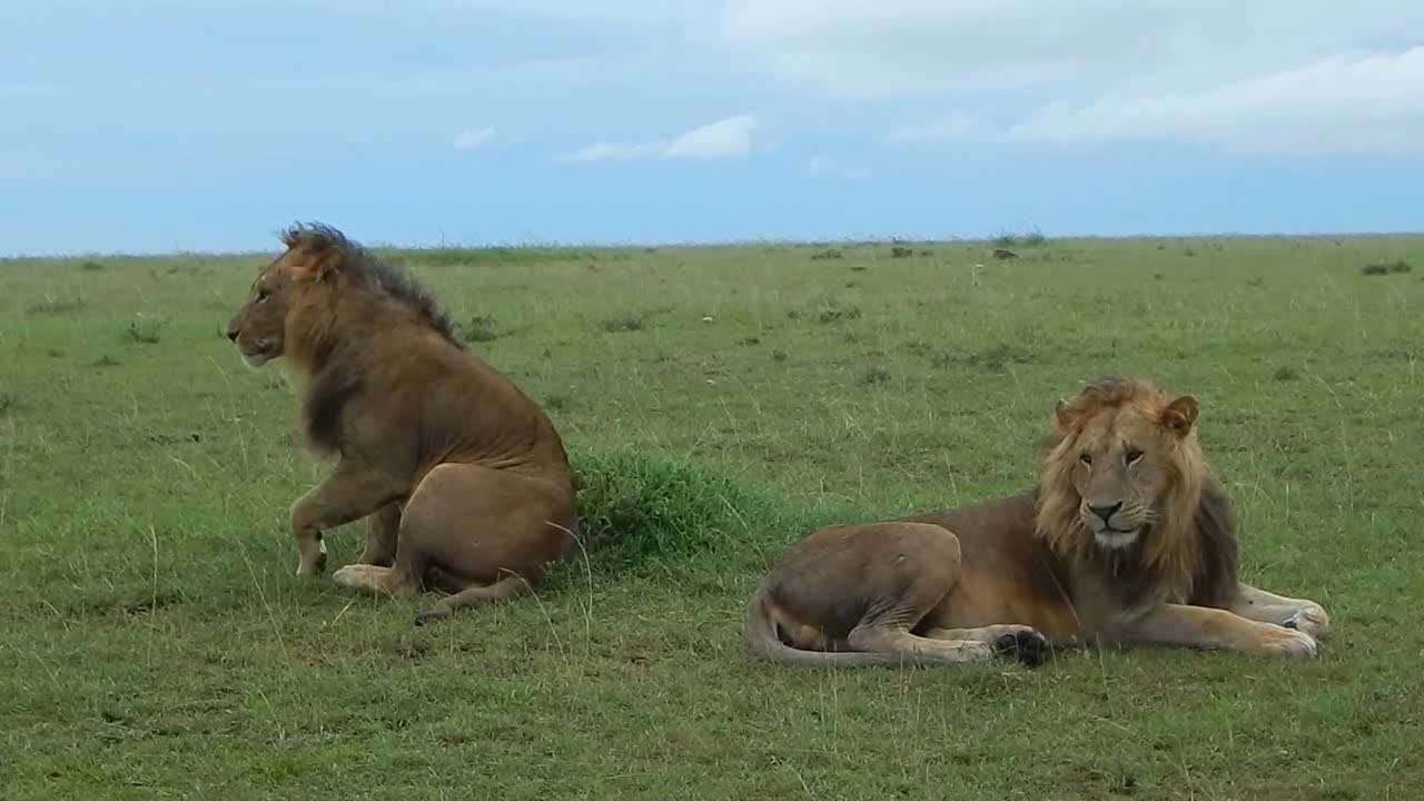 爱游戏培训-关于西藏雄狮队一飞冲天，英姿飒爽昂首登峰的信息